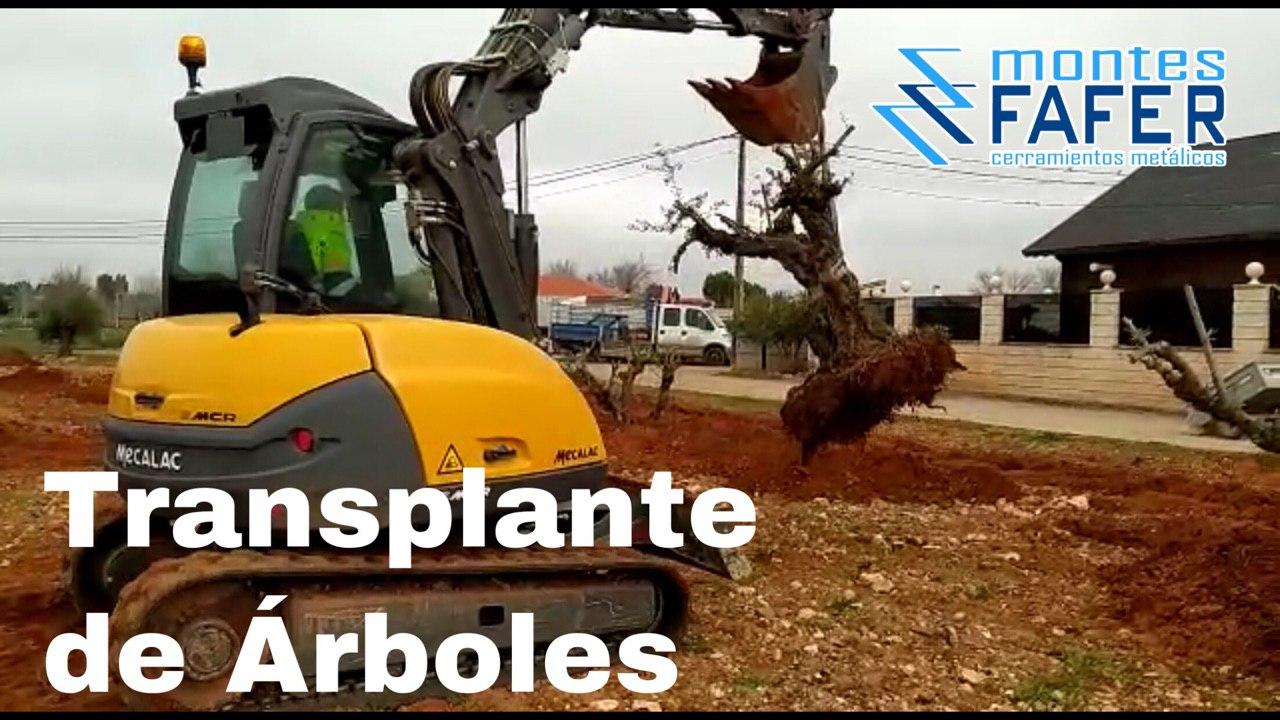 Transplante de arboles MontesFafer